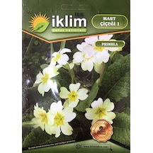 Mart Çiçeği Çiçek Tohumu 1 Primula Acaulis Takribi 30 Tohum N117687
