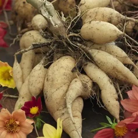 52 Adet Bodur Yıldız Dahlia Çiçeği Yumrusu Karışık12 Renk .yumru Boyu 9 Cm . Yeni Mahsul.çiçekli Boyu 45 Cm.