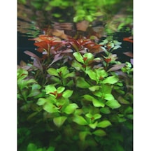Ayrex Ludwigia Green 5 Dal Kusursuz Form Akvaryum Bitkisi Canlı Bitki