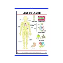Lenf Dolaşımı Levhası