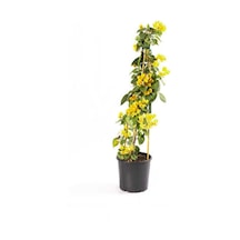 Sarı Renk 1 Adet Begonvil Çiçeği Fidanı 60-90 Cm Saksılı/tüplü Çiçekli Bodur Bitkiler Yellow Bougainvillea
