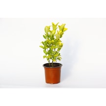 Gold Taflan Euonymus Japonica Aurea Sarı Çit Bitkisi 2 Li Dik