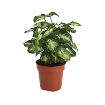 Syngonium Podophyllum 'Pixie' (Melek Kanadı Çiçeği) Ø12 CM Y20-25 CM