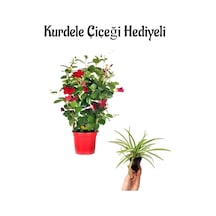 Mis Kokulu Kırmızı Renk Mandevilla Çiçeği Sevgililer Gününe Özel Kurdele Çiçeği Hediyeli