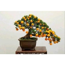 Bodur Kayısı Bonzai Ağacı Tohumu 2 Adet Bonsai Ağacı Tohumu