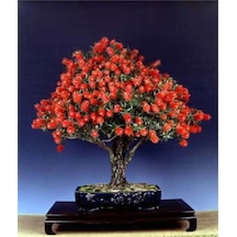 Bodur Callistemon Bonzai Ağacı Ekim Seti 5 Adet Tohum Saksı Toprak Kombin