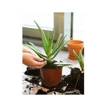 Videolu Aloe Vera 30 50 Cm 1 Adet Saksılı/ Tüplü Iç/ Dış Mekan Bitkisi Aloe Ferox Mill Alovera