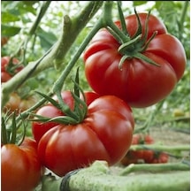 Marmande Domates Tohumu 300+ Tohum N116910