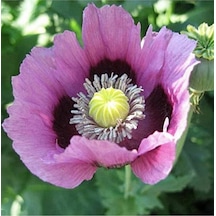 10 Adet Hungarian Blue Breadseed Poppy Tohumu