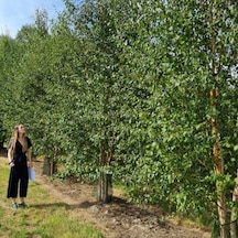 Tüplü Soğuklara Dayanıklı Şifalı Betula Pubescens Betula Alba Huş Ağacı Fidanı