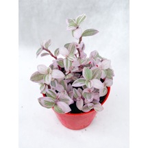 Videolu 1 Adet Mini Pembe Telgraf Çiçeği 5-15 Cm Saksılı Çiçekli Bodur Bitkiler Pink Lady