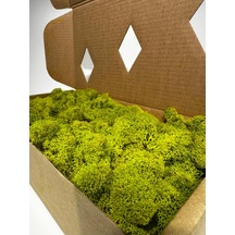 Reindermoss Şoklanmış Norveç Yosunu Terarium Yosunu Lime Green 5 Kg.