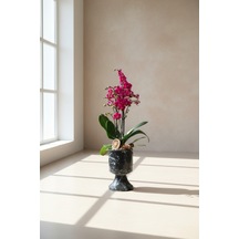Mine Garden Ankara: Royal Purple Orchid Marble 68 Cm
