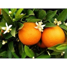 Üçlü Narenciye Seti - Limon Portakal Mandalina Fidanı