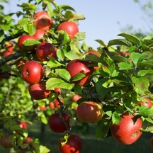 Tüplü Aşılı Verimli Early Red One Elma Fidanı