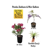 Pembe Zakkum Fidanı+mor Salkım Ağacı Fidanı Kurdele Çiçeği Bahçe Peyzaj Seti