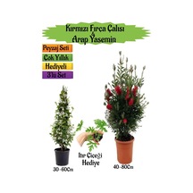 Kırmızı Fırça Çalısı+kokulu Arap Yasemini+ıtır Çiçeği Peyzaj Seti