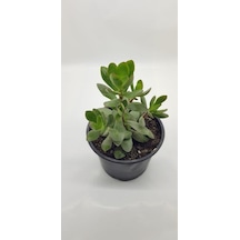 Crassula Ovata Para Çiçeği 10 Cm