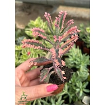 Pembe Renk Kalanchoe Daigremontiana 1 Saksılı 10-15cm