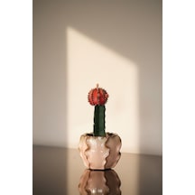 Canlı Alacalı Kırmızı Kaktüs Gymnocalycium Variegata - Özel Dalgalı Seramik Saksılı Hediyelik Aşılı Kaktüs