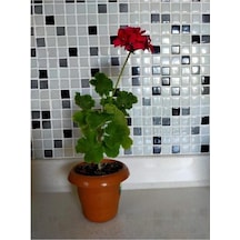 Sardunya Çiçeği Fidesi Fuşya 10-20 Cm