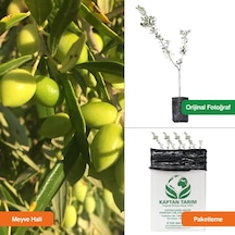 Storeşahin 1 Yaş Koroneiki Girit Zeytin Fidanı 10 Adet 30 Cm Shn0720