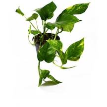 Barış Çiçeği 30-45cm -aşk Merdiveni-yeşil Kılıç 20-30cm -pothos Sarmaşığı 20-45cm