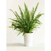 Serada Decor Plant Aşk Merdiveni Fujer Dolgun Formlu 14.5 Saksıda İç Mekan Bitkisi Salon Bitkisi