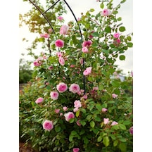 Videolu Pembe Ponpon Sarmaşık Gül Fidanı 1 Adet 80-120cm Dış Mekan Climbing Pink Ruffled Rose