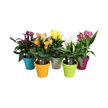 Nadir Ithal Karışık Calla Lily Tohumu Ekim Seti 10 Tohum Saksı Toprak Kombin