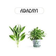 Aromatik Bitki Adaçayı Fidesi 1 Adet Saksılı 20-30cm Salvia