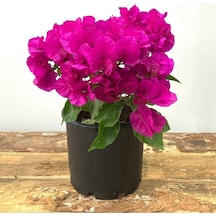 1 Adet Bodur Kırmızı Renk Begonvil Çiçeği Fidanı 15-40 Cm Çiçekli Bodur Bitkiler Red Bougainvillea