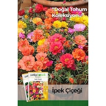 100 Adet İpek - Şellaki Portulaca Grandiflora Çiçek Tohumu Standart