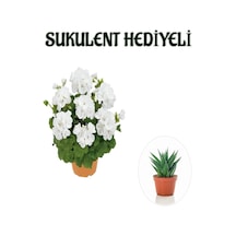 Hediyelik Beyaz Sardunya Çiçeği Sevgililer Gününe Özel Sukulent Hediyeli