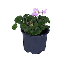 Sardunya Çiçeği Fidanı - Pelargonium - Pembe Renk 10-20 Cm