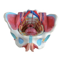 Kadın Pelvis Modeli - Pelvis Maketi 01
