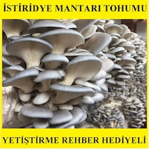 1 KG İstiridye Mantarı Tohumu Miseli