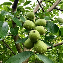 Tüplü Aşılı Bol Verimli Fernor Ceviz  Fidanı