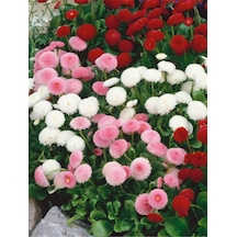+20 Adet Şeker Tabağı Çiçeği Tohumu N112658