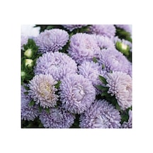 Lavanta Renkli Aster Kasımpatı Tohumu - 20 Tohum