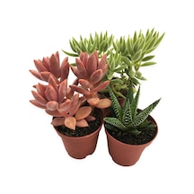 Sukulent Kaktüs Set 3 Adet Mini Saksılı 002