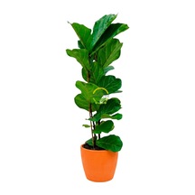 2 Gövdeli Keman Yapraklı Kauçuk Bitkisi 'ficus Lyrata' 110-130cm