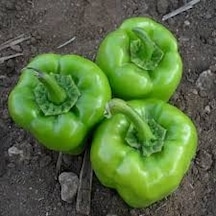 200 Adet Tohum Acı Yeşil Dolmalık Köy Biberi Tohumu Organik Bahçe