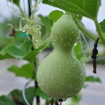 Doğal Calabash Süs Su Kabağı Tohumu 5 Tohum 1 Set