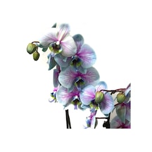 Phalaenopsis Bubble Gum (Turkuaz Orkide) 12 CM 70-80 CM