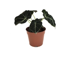 Alocasia Reginula 'Black Velvet' (Fil Kulağı) Ø12 CM H20-25 CM