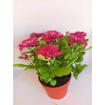 Tatlı Pembe Kasımpatı Krizantem Chrysanthemum 10-20 Cm