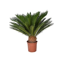Cycas Tohumu 3 Tohum Sikas Tohumu + Tohum