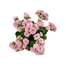 Kalanchoe Kalanşo Çiçeği Fidanı Pembe 10-20 Cm