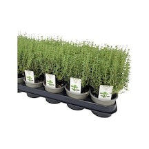 Kekik - Thymus Vulgaris 5 Adet